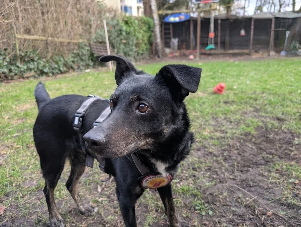 Berny, male senior Mixed Breed for adoption at Ein Herz für Streuner e.V., München