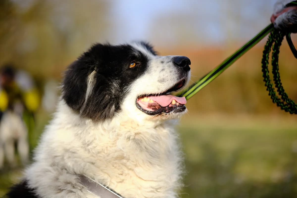 Bero, male 5yo Mixed Breed for adoption at Ein Herz für Streuner e.V., München