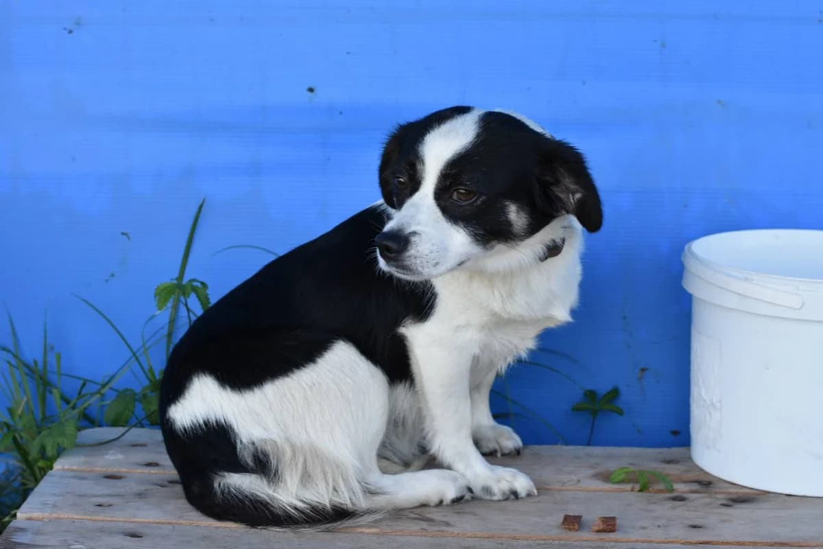 Berri, female 5yo Mixed Breed for adoption at Ein Herz für Streuner e.V., München
