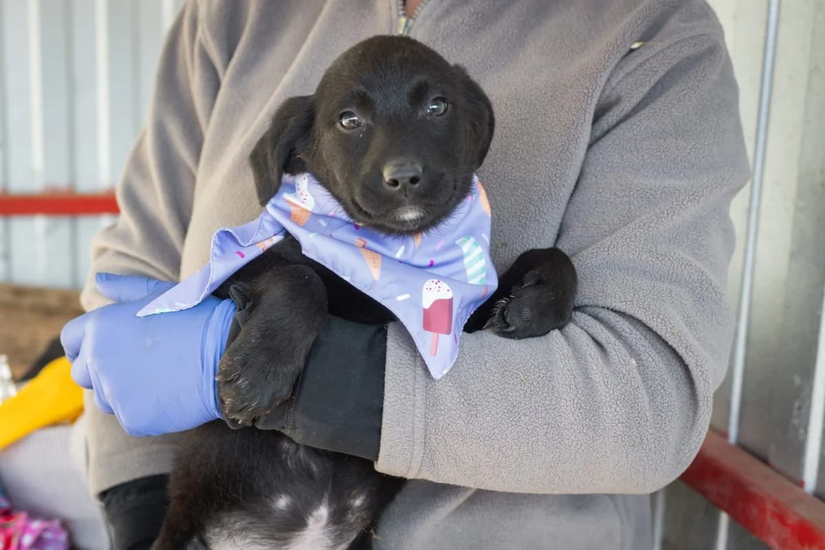 Berry, weiß female puppy Mixed Breed for adoption at Ein Herz für Streuner e.V., München