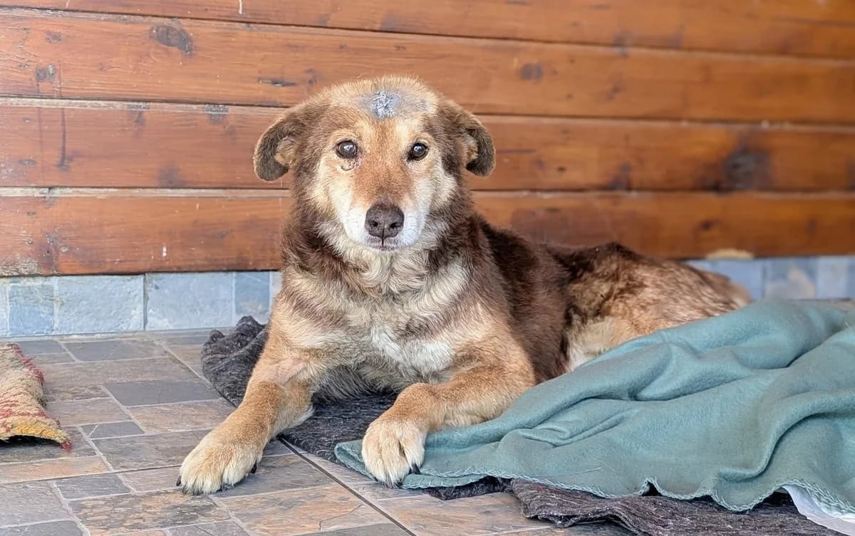 Berry, male senior Mixed Breed for adoption at Ein Herz für Streuner e.V., München
