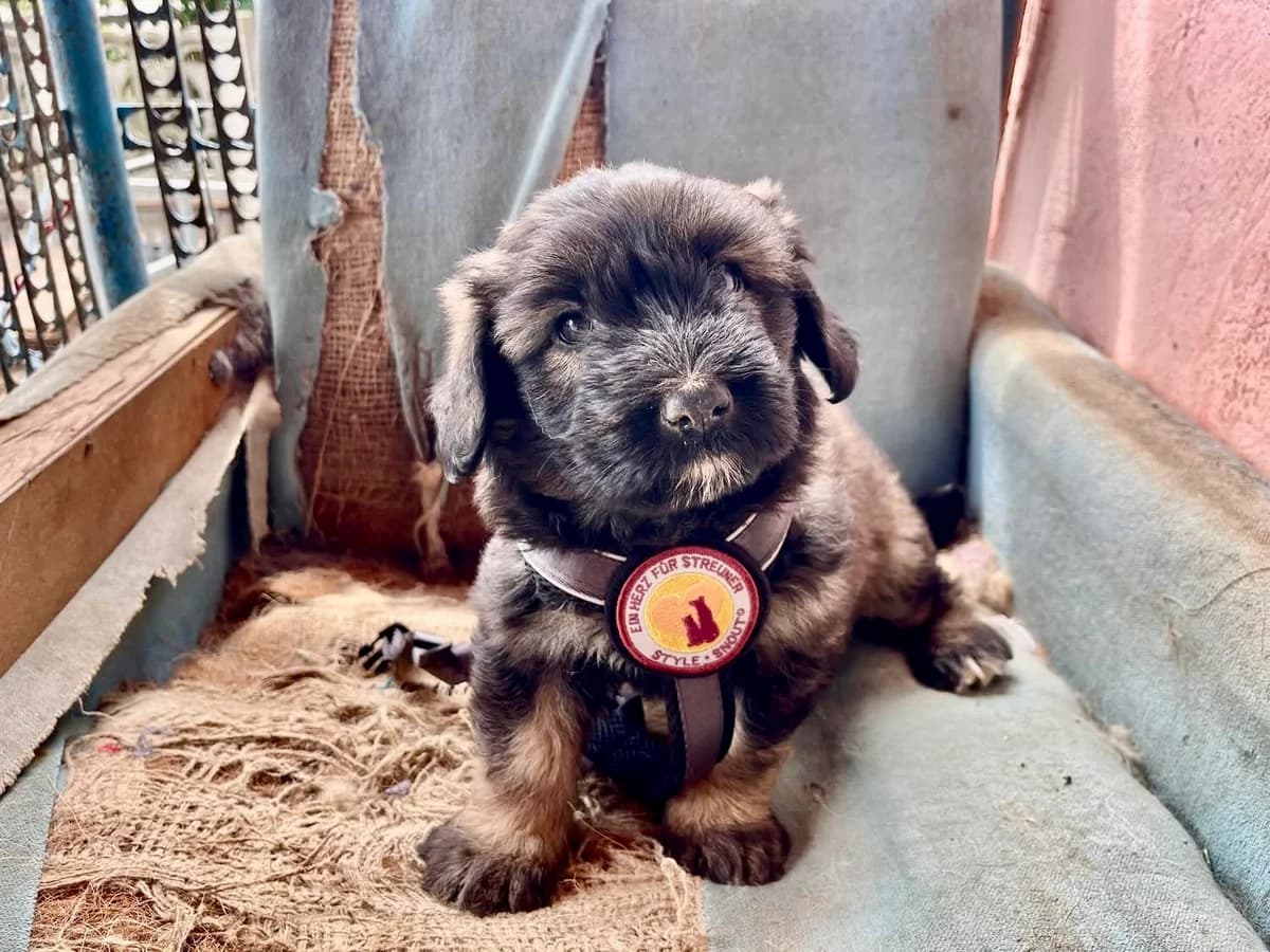 Berta, female puppy Mixed Breed for adoption at Ein Herz für Streuner e.V., München