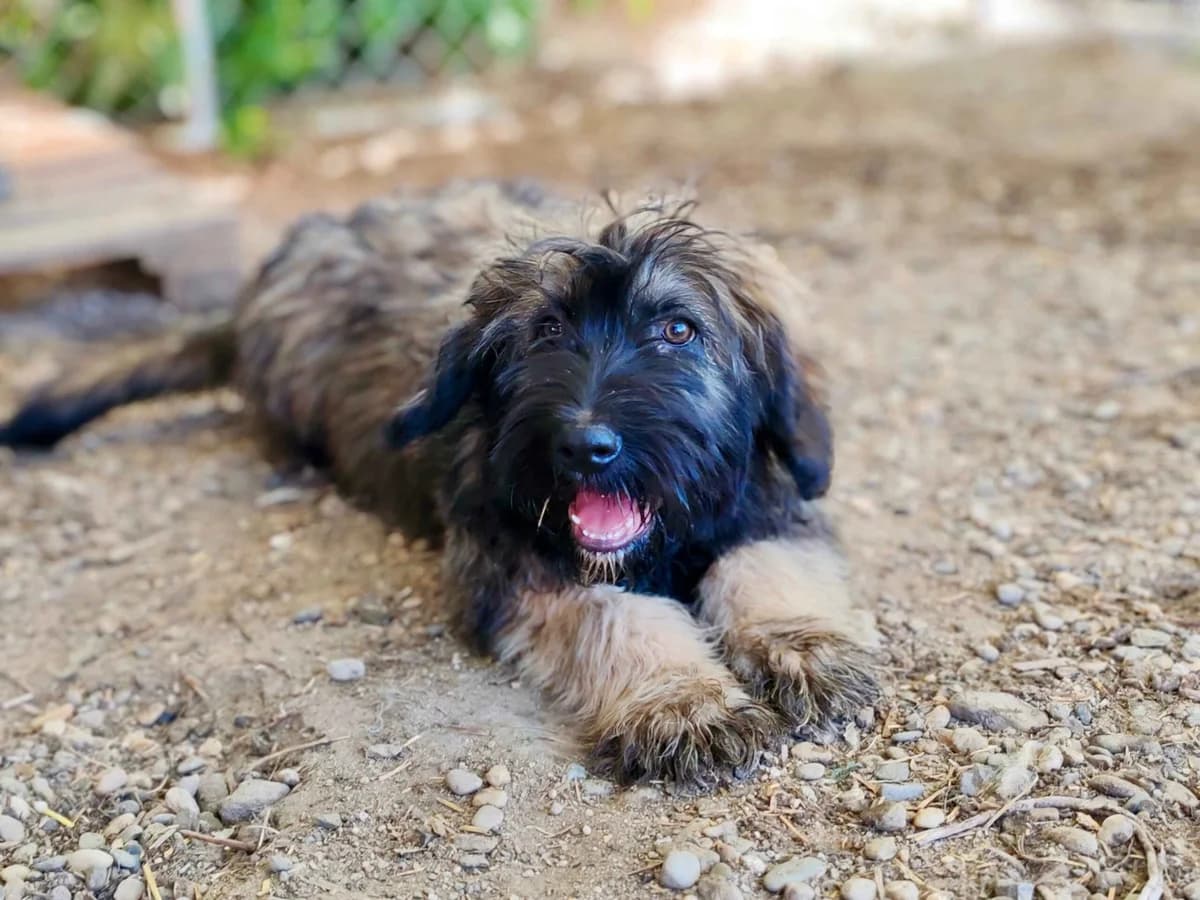 Berta, female puppy Mixed Breed for adoption at Ein Herz für Streuner e.V., München