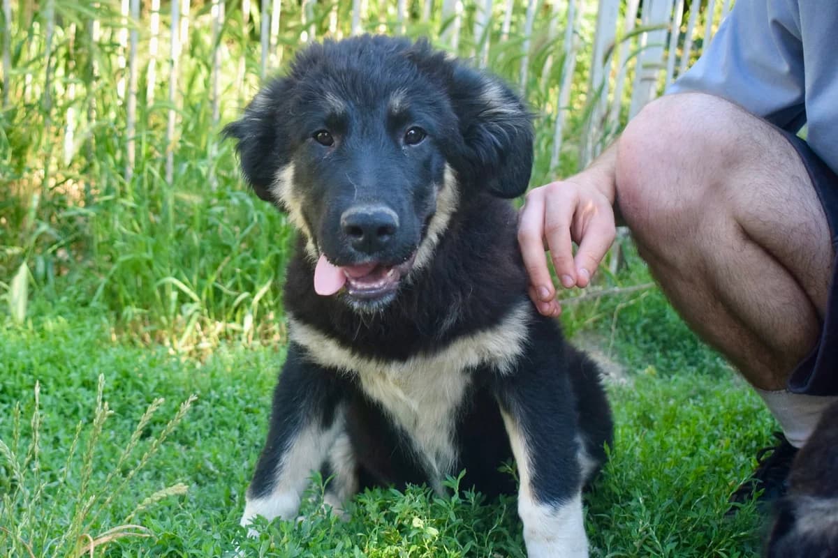 Berta, female puppy Mixed Breed for adoption at Ein Herz für Streuner e.V., München