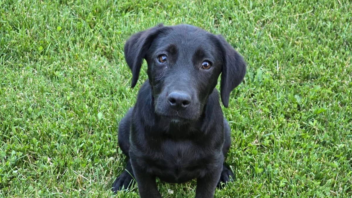 Bertha, weiß female puppy Mixed Breed for adoption at Ein Herz für Streuner e.V., München