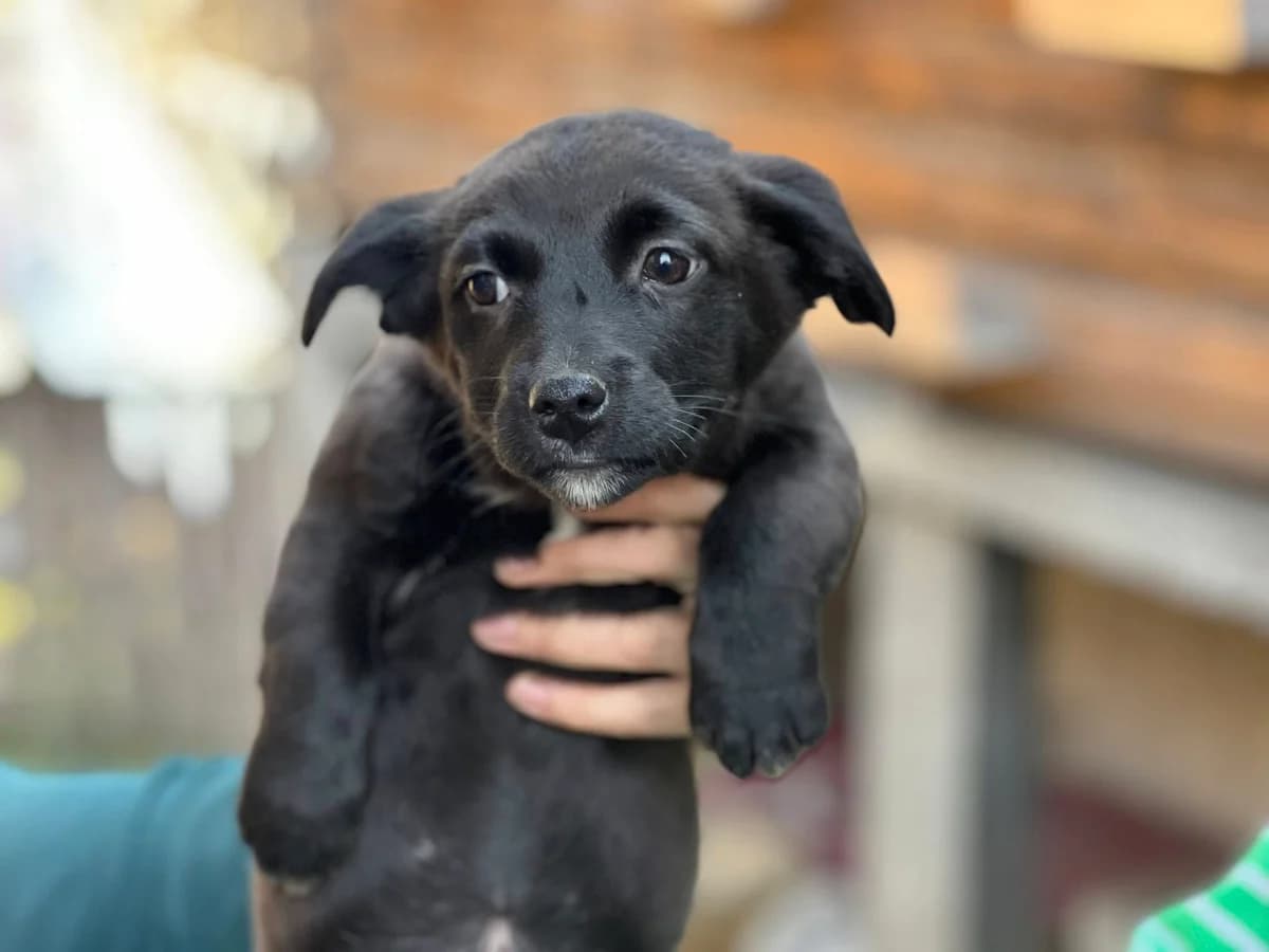 Bertha, weiß female puppy Mixed Breed for adoption at Ein Herz für Streuner e.V., München