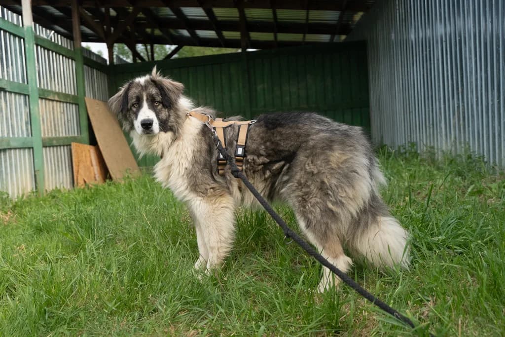 Berti, grau male young Mixed Breed for adoption at Ein Herz für Streuner e.V., München