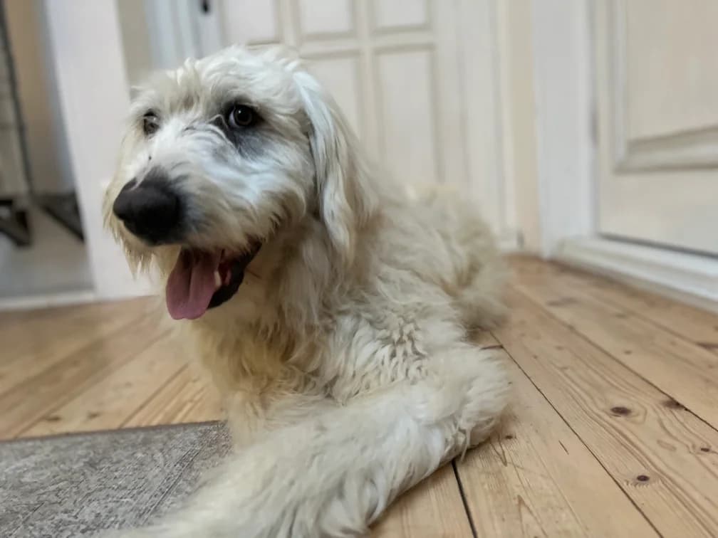 Bertil, male 5yo Mixed Breed for adoption at Ein Herz für Streuner e.V., München