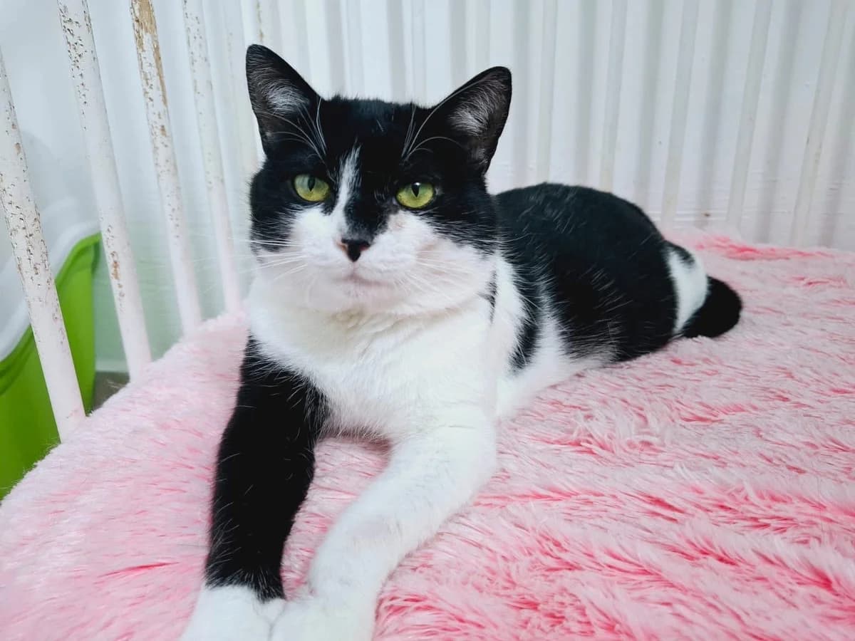 Bertram, male 4yo Mixed Breed for adoption at Ein Herz für Streuner e.V., München