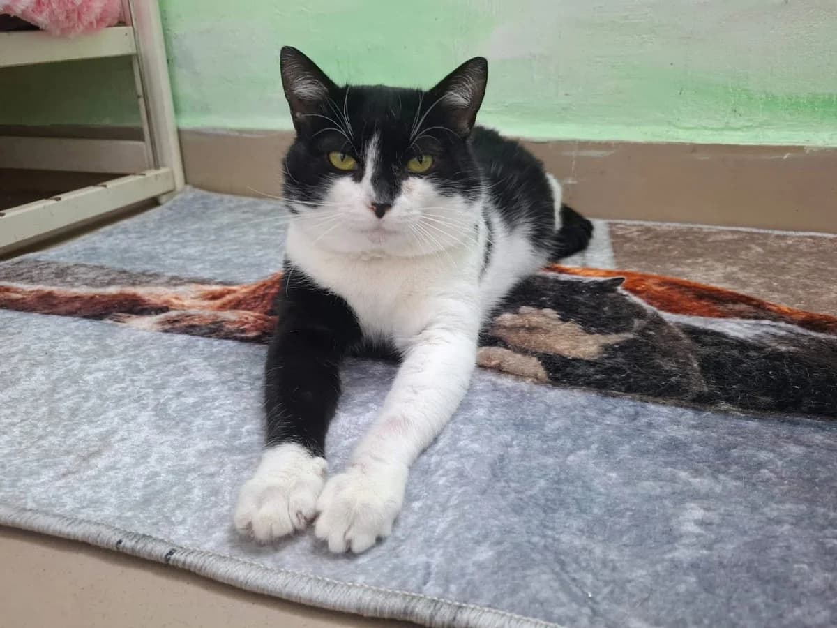 Bertram, male 4yo Mixed Breed for adoption at Ein Herz für Streuner e.V., München