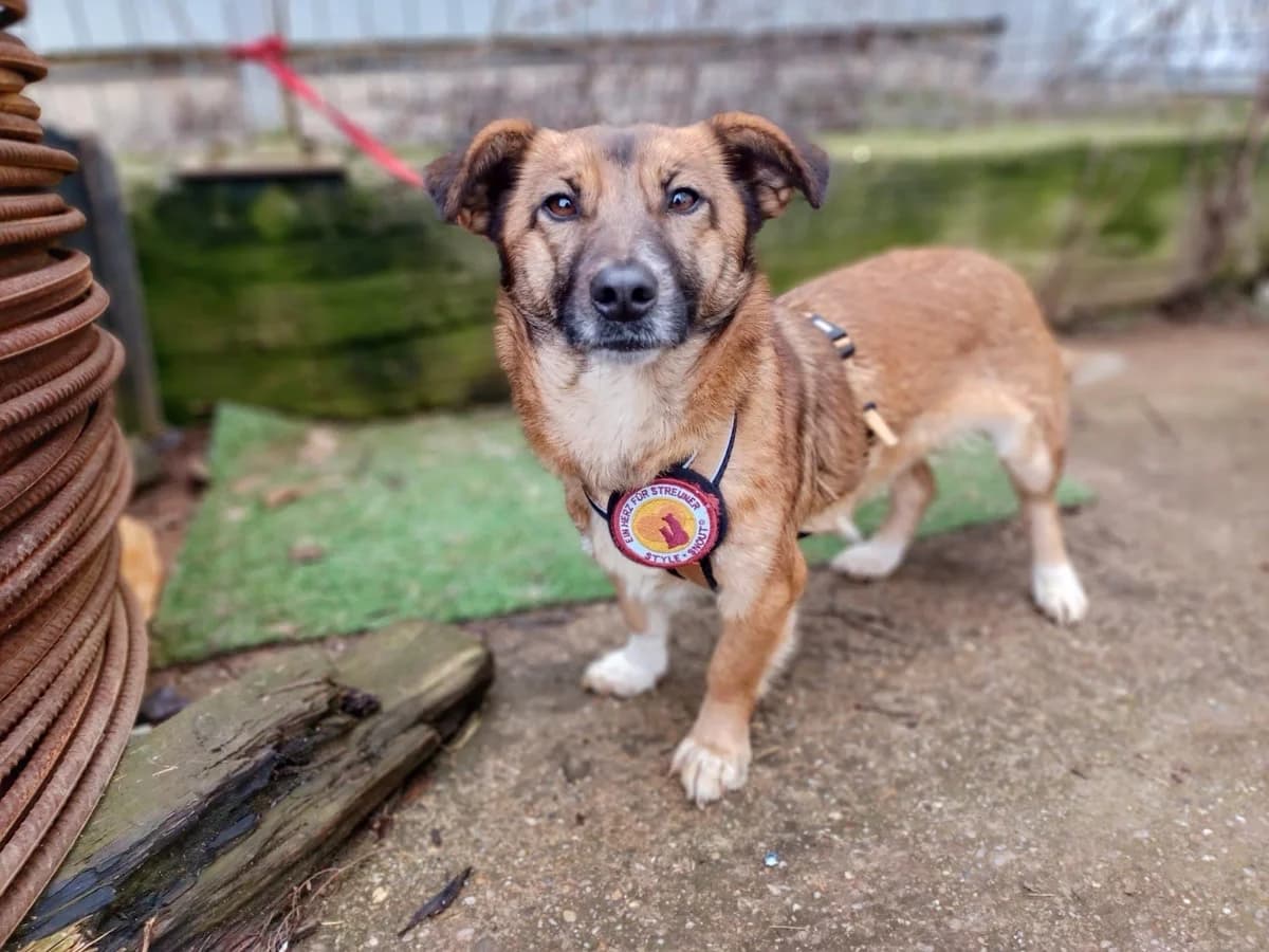 Beth, female 5yo Mixed Breed for adoption at Ein Herz für Streuner e.V., München