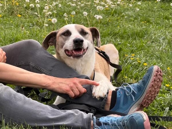 Betsy, gold female 5yo Mixed Breed for adoption at Ein Herz für Streuner e.V., München
