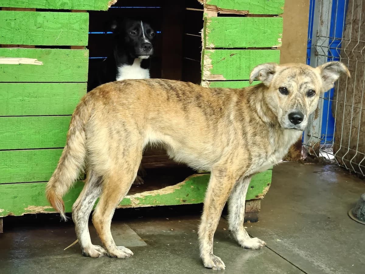 Bettina, schwarz female 5yo Mixed Breed for adoption at Ein Herz für Streuner e.V., München