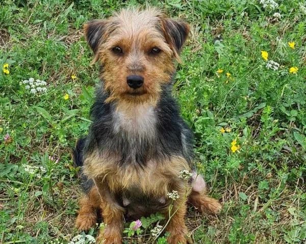 Betty, braun female young Mixed Breed for adoption at Ein Herz für Streuner e.V., München