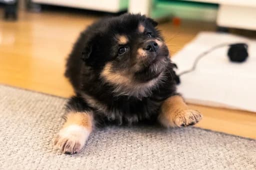 Betty, female puppy Mixed Breed for adoption at Ein Herz für Streuner e.V., München