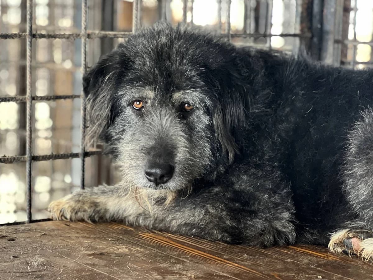 Betty, female 3yo Mixed Breed for adoption at Ein Herz für Streuner e.V., München