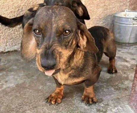 Betty, Mixed Breed for adoption at Ein Herz für Streuner e.V., München