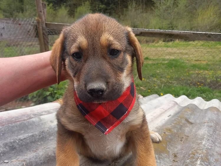 Beverly, female puppy Mixed Breed for adoption at Ein Herz für Streuner e.V., München