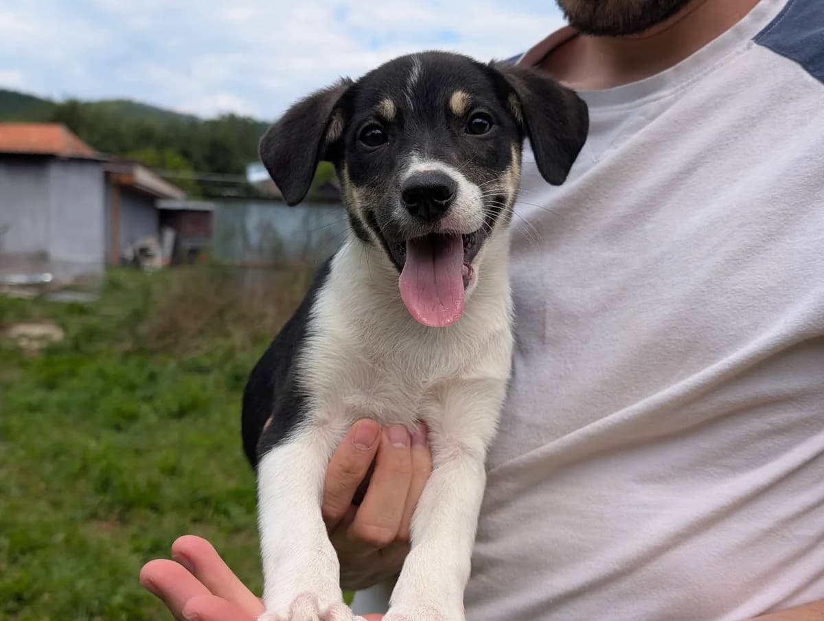 Bexa, female puppy Mixed Breed for adoption at Ein Herz für Streuner e.V., München