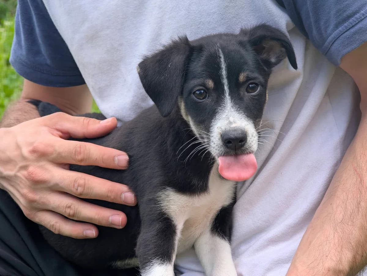 Bexley, male puppy Mixed Breed for adoption at Ein Herz für Streuner e.V., München