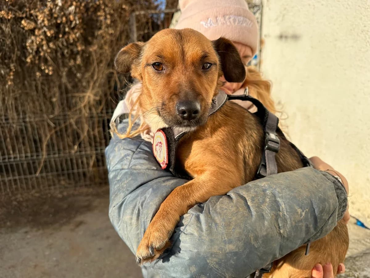 Beyla, female young Mixed Breed for adoption at Ein Herz für Streuner e.V., München