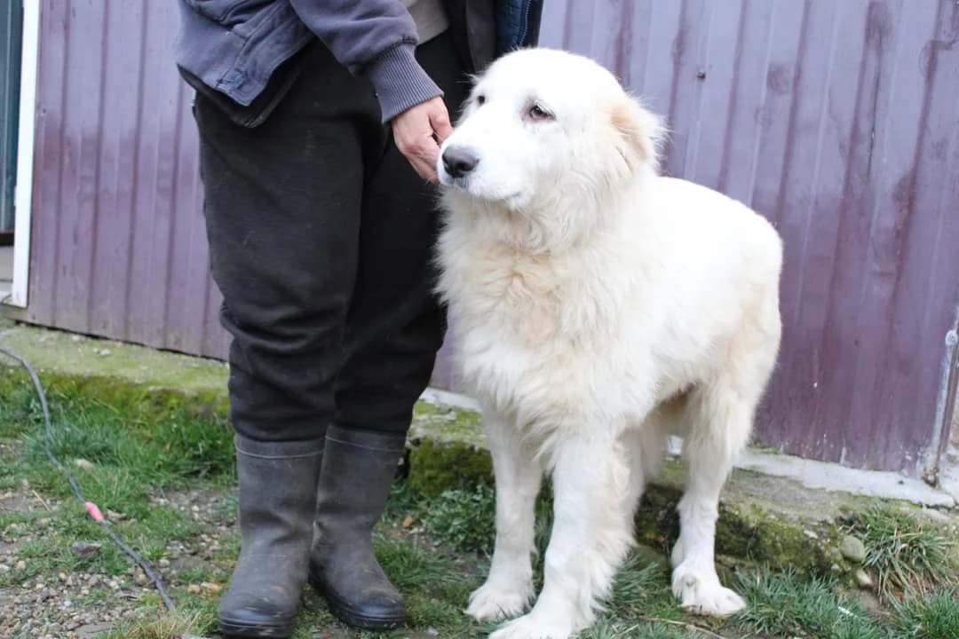Bianca, female 4yo Mixed Breed for adoption at Ein Herz für Streuner e.V., München