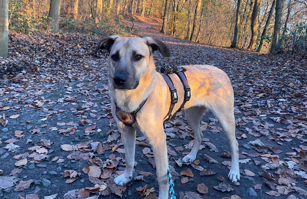 Bianca, female 5yo Mixed Breed for adoption at Ein Herz für Streuner e.V., München