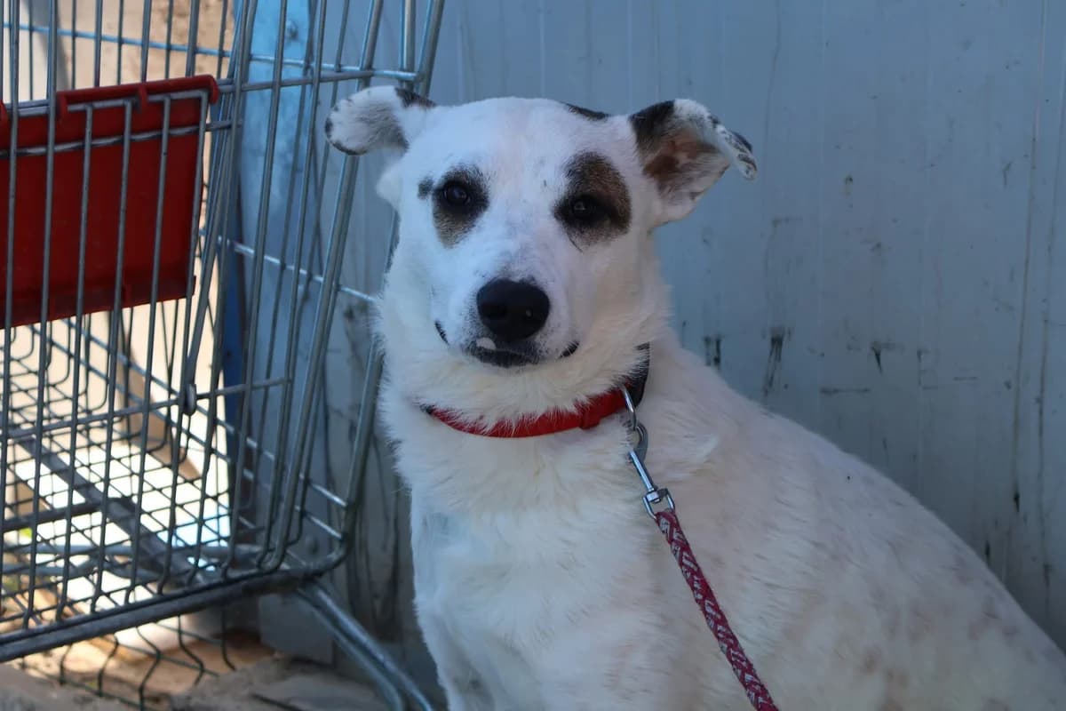 Bianco, weiß male 5yo Mixed Breed for adoption at Ein Herz für Streuner e.V., München