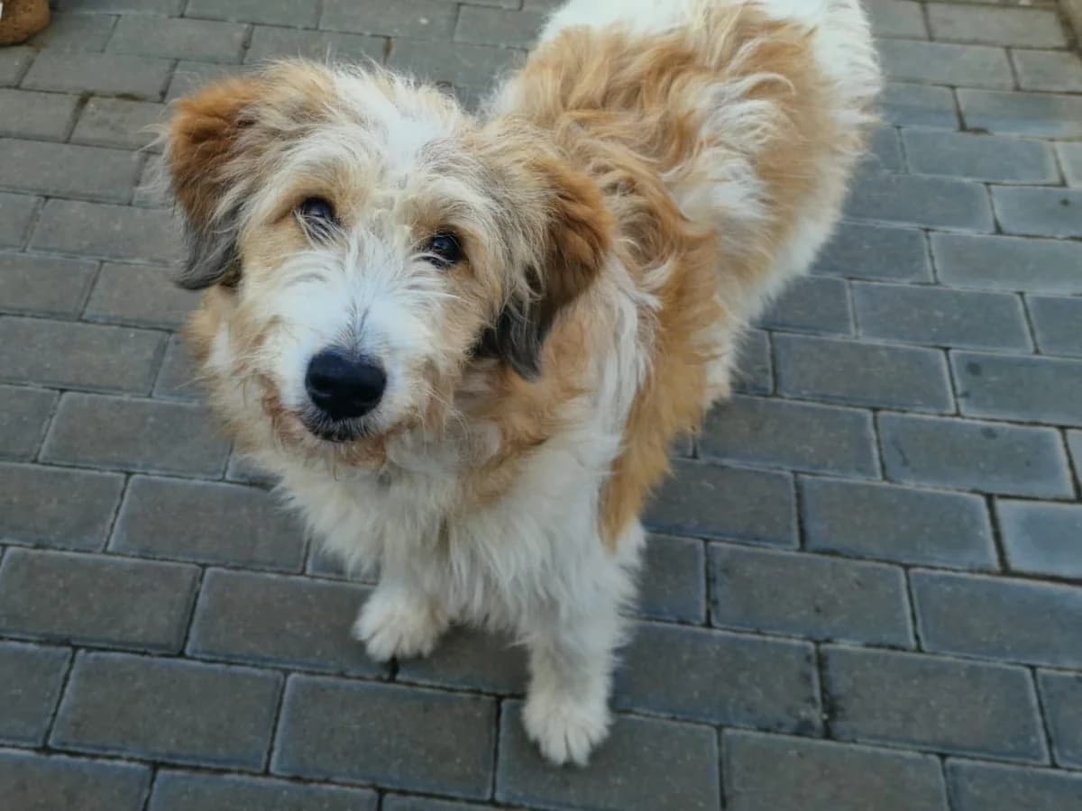Bibi, female young Mixed Breed for adoption at Ein Herz für Streuner e.V., München