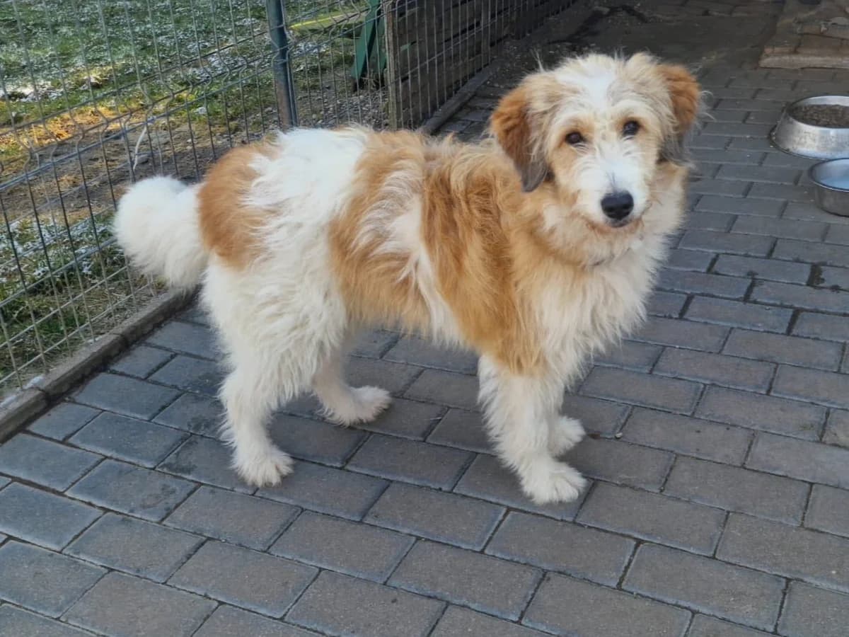 Bibi, female young Mixed Breed for adoption at Ein Herz für Streuner e.V., München