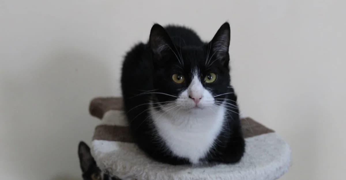 Bibi, schwarz female 5yo Mixed Breed for adoption at Ein Herz für Streuner e.V., München