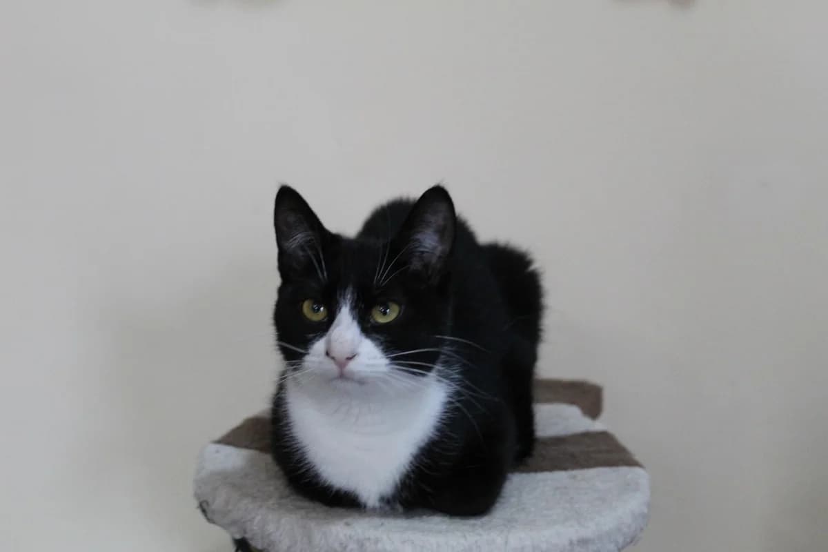 Bibi, schwarz female 5yo Mixed Breed for adoption at Ein Herz für Streuner e.V., München