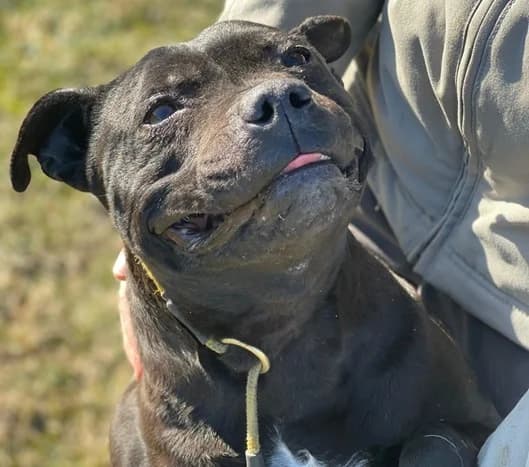 Bibi Blocksberg, female senior Mixed Breed for adoption at Ein Herz für Streuner e.V., München