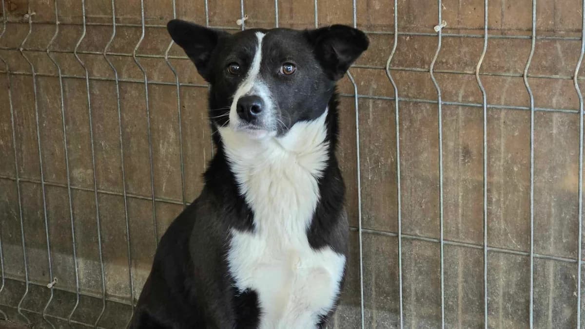 Biena, female young Mixed Breed for adoption at Ein Herz für Streuner e.V., München