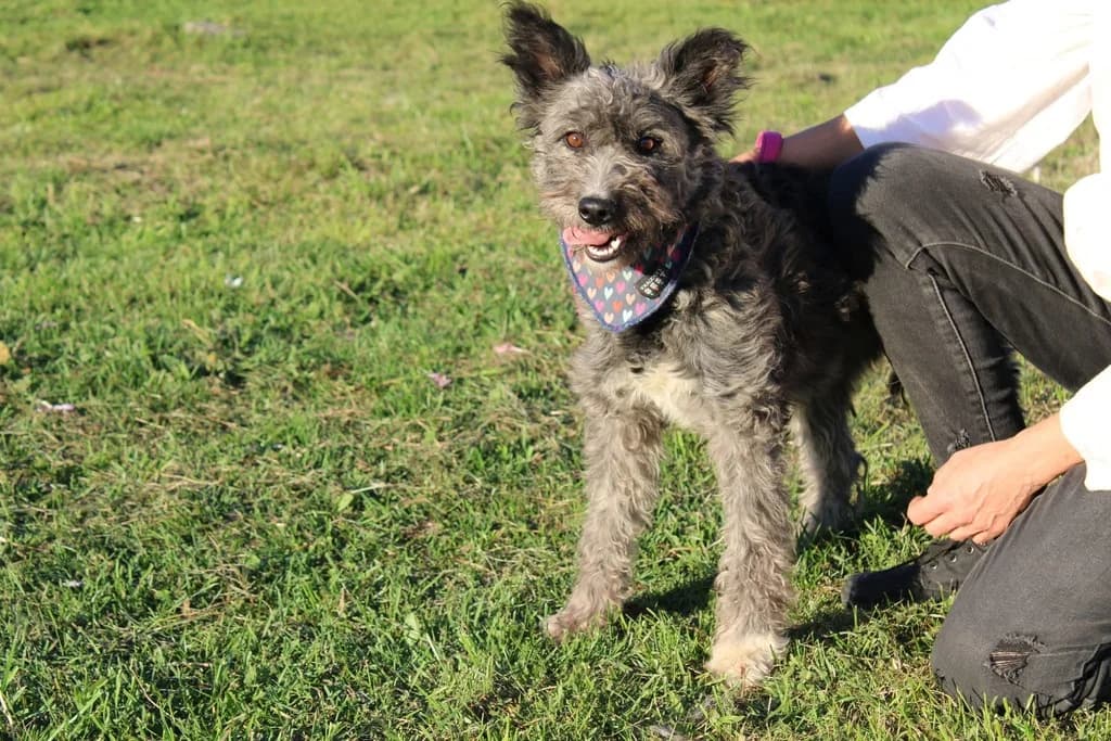 Bienchen, female 4yo Mixed Breed for adoption at Ein Herz für Streuner e.V., München