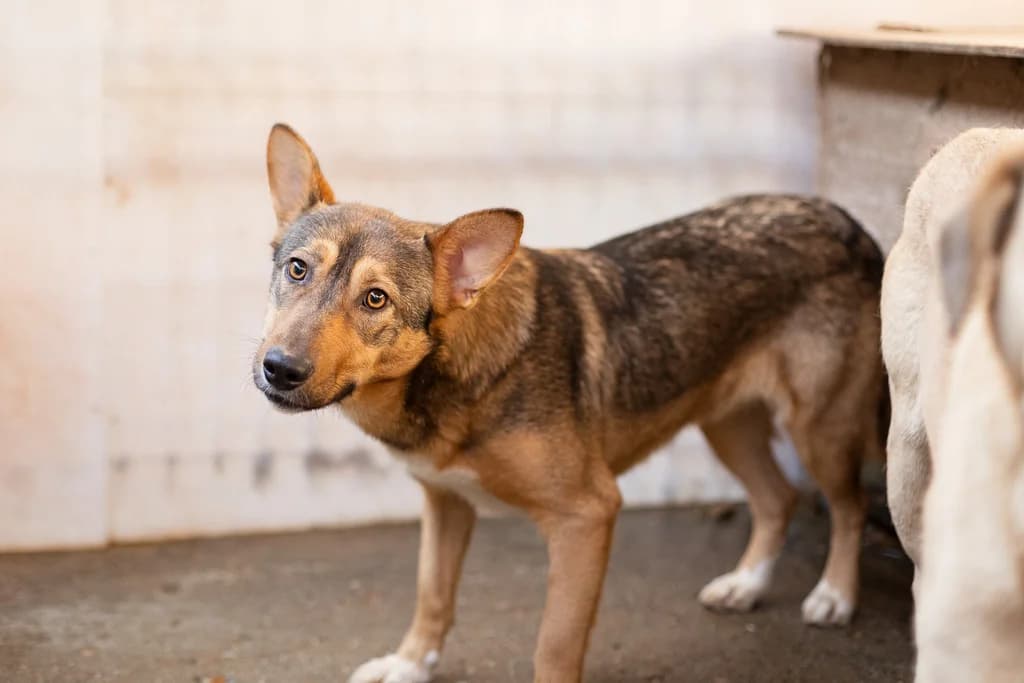 Biene, braun female 4yo Mixed Breed for adoption at Ein Herz für Streuner e.V., München