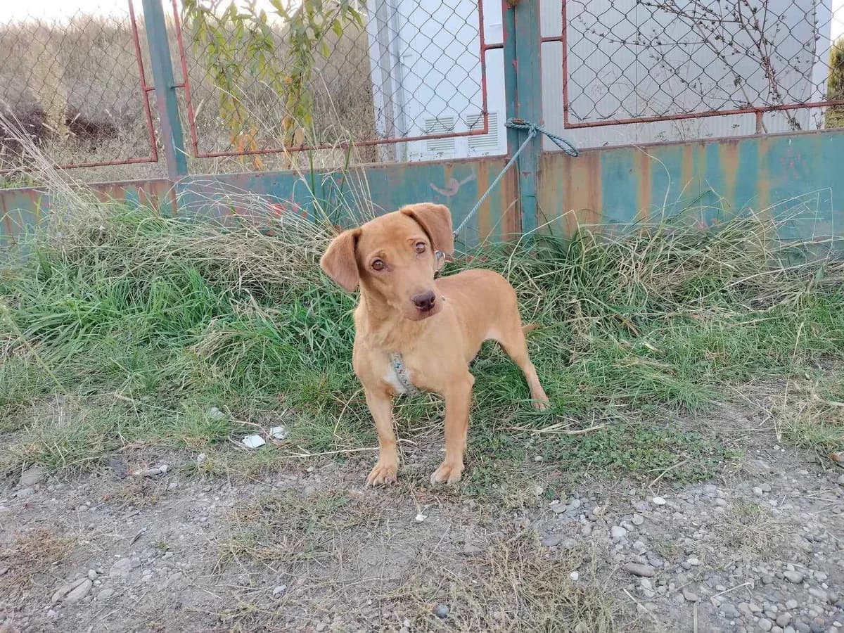Biene, female 7yo Mixed Breed for adoption at Ein Herz für Streuner e.V., München