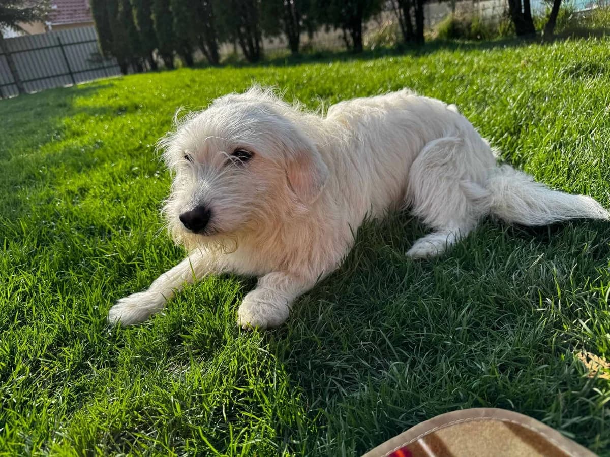Bifi, male young Mixed Breed for adoption at Ein Herz für Streuner e.V., München