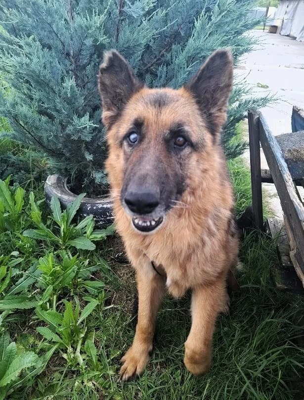 Bigby, male senior Mixed Breed for adoption at Ein Herz für Streuner e.V., München