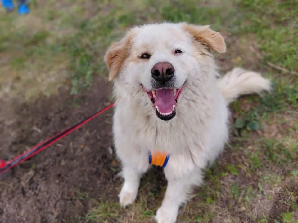 Biggi, female 6yo Mixed Breed for adoption at Ein Herz für Streuner e.V., München
