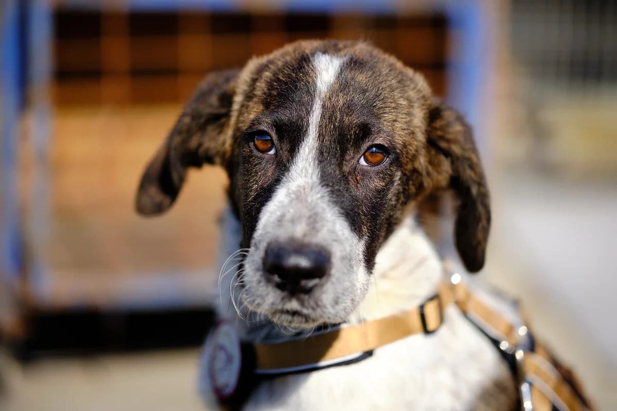 Biggs, schwarz male puppy Mixed Breed for adoption at Ein Herz für Streuner e.V., München