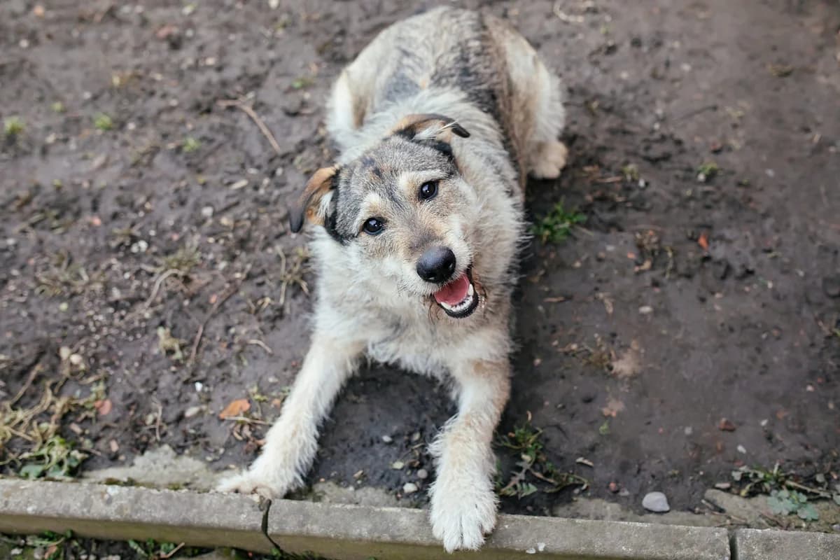 Bijou, female 4yo Mixed Breed for adoption at Ein Herz für Streuner e.V., München