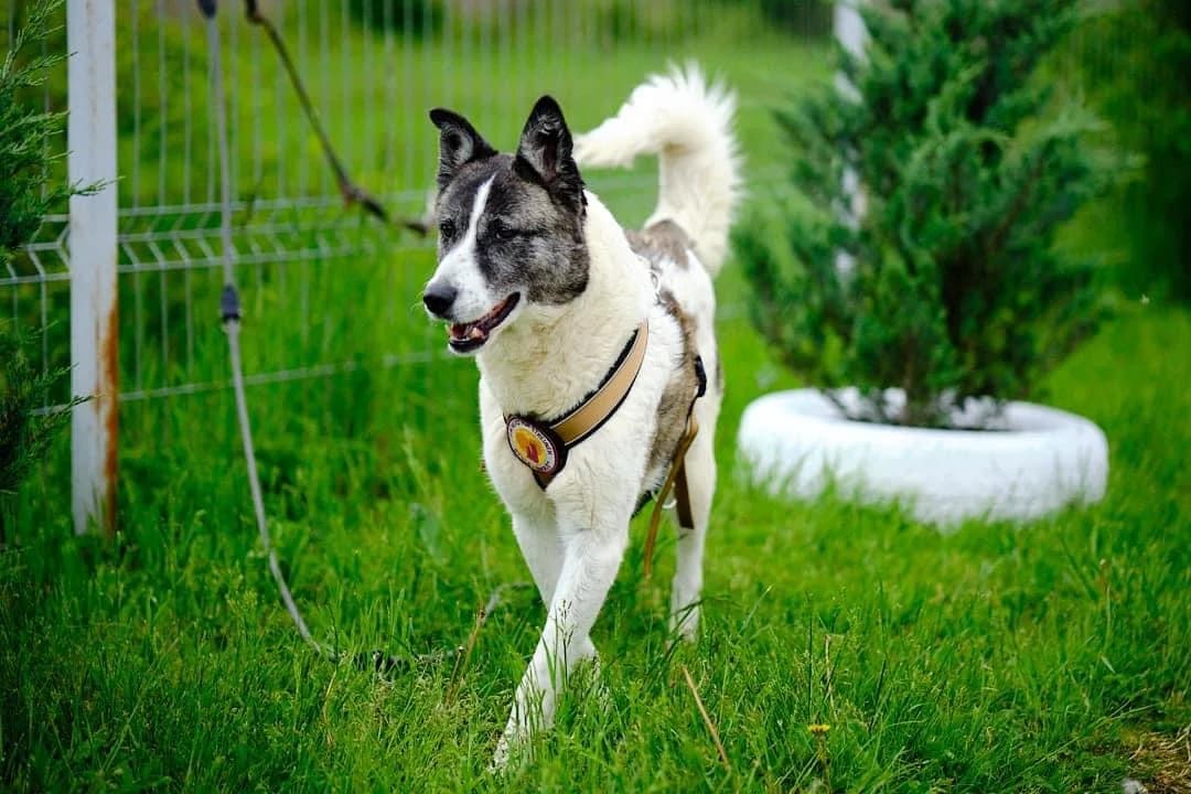 Bijoux, braun female 5yo Mixed Breed for adoption at Ein Herz für Streuner e.V., München