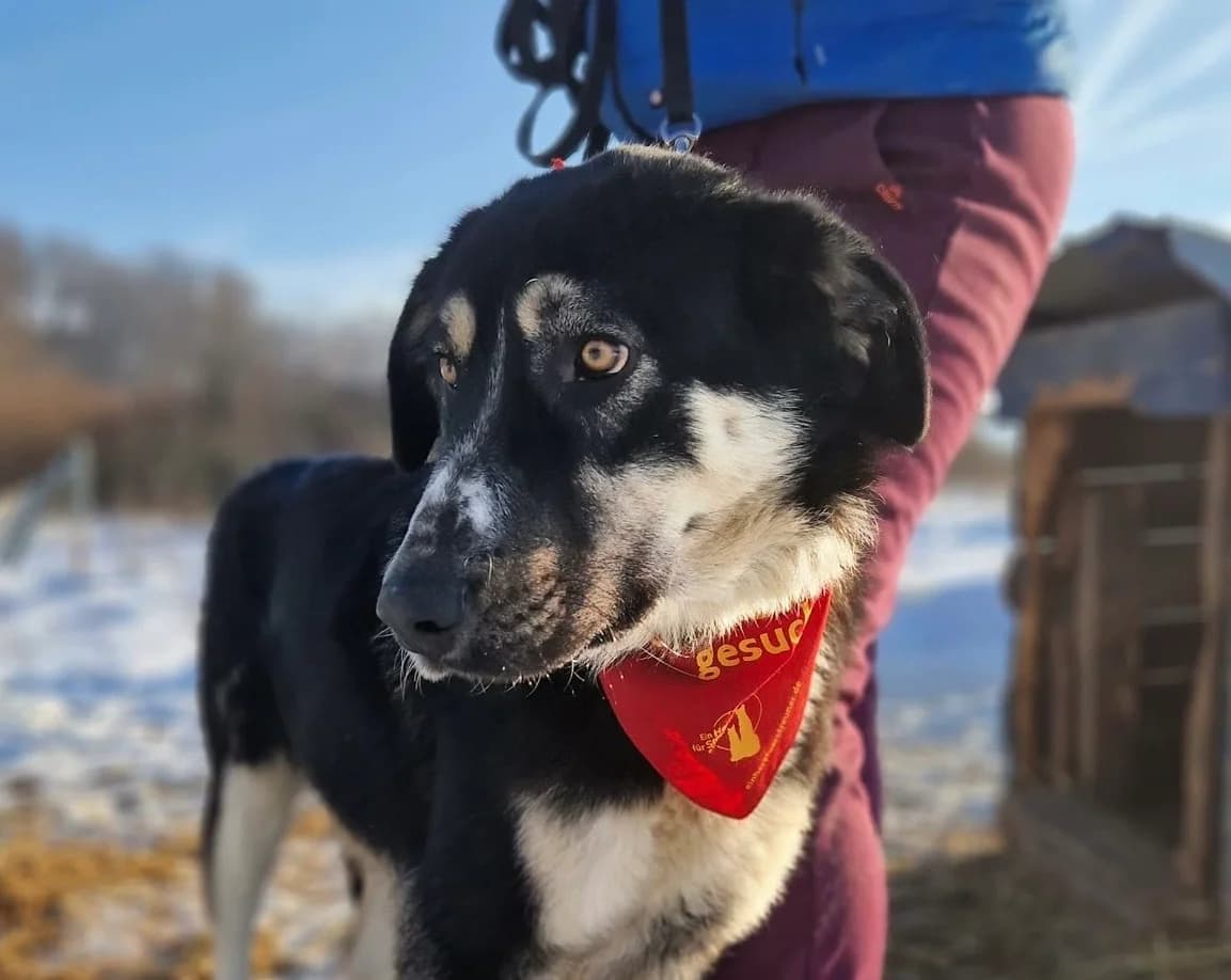 Bilbo, male young Mixed Breed for adoption at Ein Herz für Streuner e.V., München