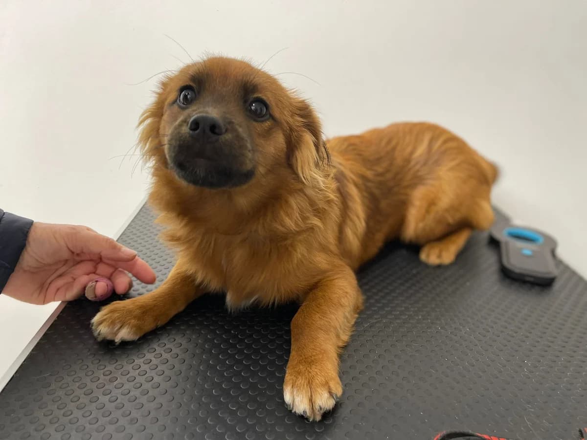 Bill, male puppy Mixed Breed for adoption at Ein Herz für Streuner e.V., München