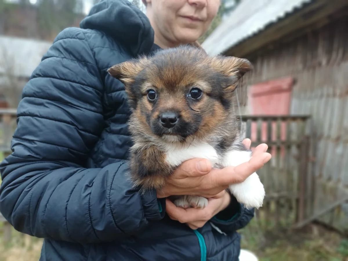 Billie, puppy Mixed Breed for adoption at Ein Herz für Streuner e.V., München