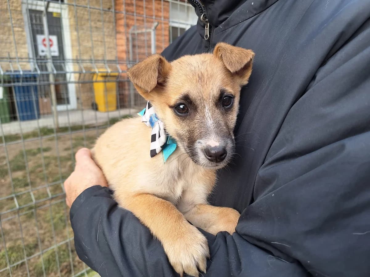 Billy, male puppy Mixed Breed for adoption at Ein Herz für Streuner e.V., München