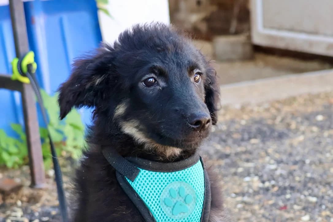 Billy, male puppy Mixed Breed for adoption at Ein Herz für Streuner e.V., München