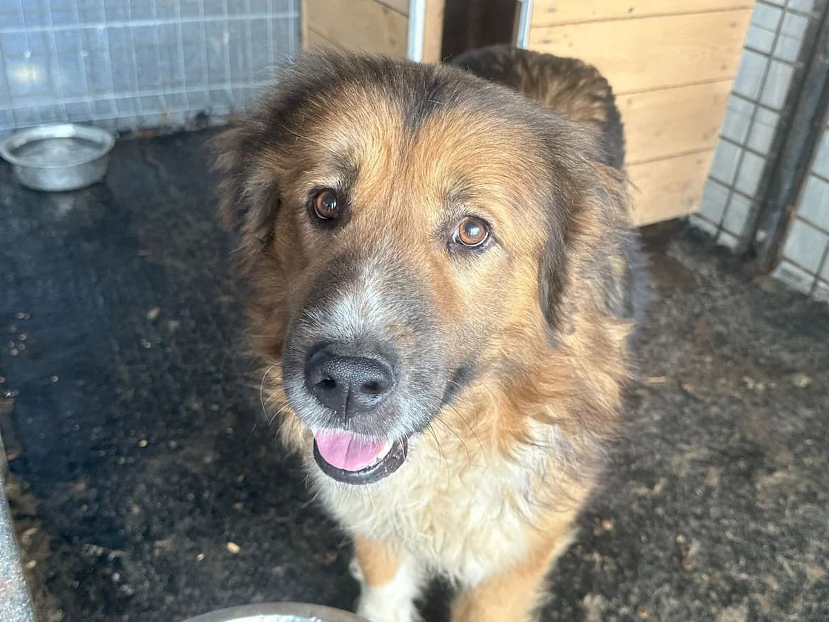 Bim, male 5yo Mixed Breed for adoption at Ein Herz für Streuner e.V., München