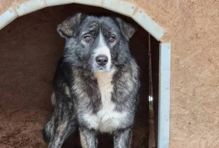 Bimba, weiß female 5yo Mixed Breed for adoption at Ein Herz für Streuner e.V., München